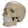 Lebka a čelist - model